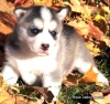 Male-And-Female-Siberian-Husky-puppies-Ready-For-New-Homes