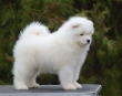 Wow-Cute-Samoyed-Puppies-for-sale-